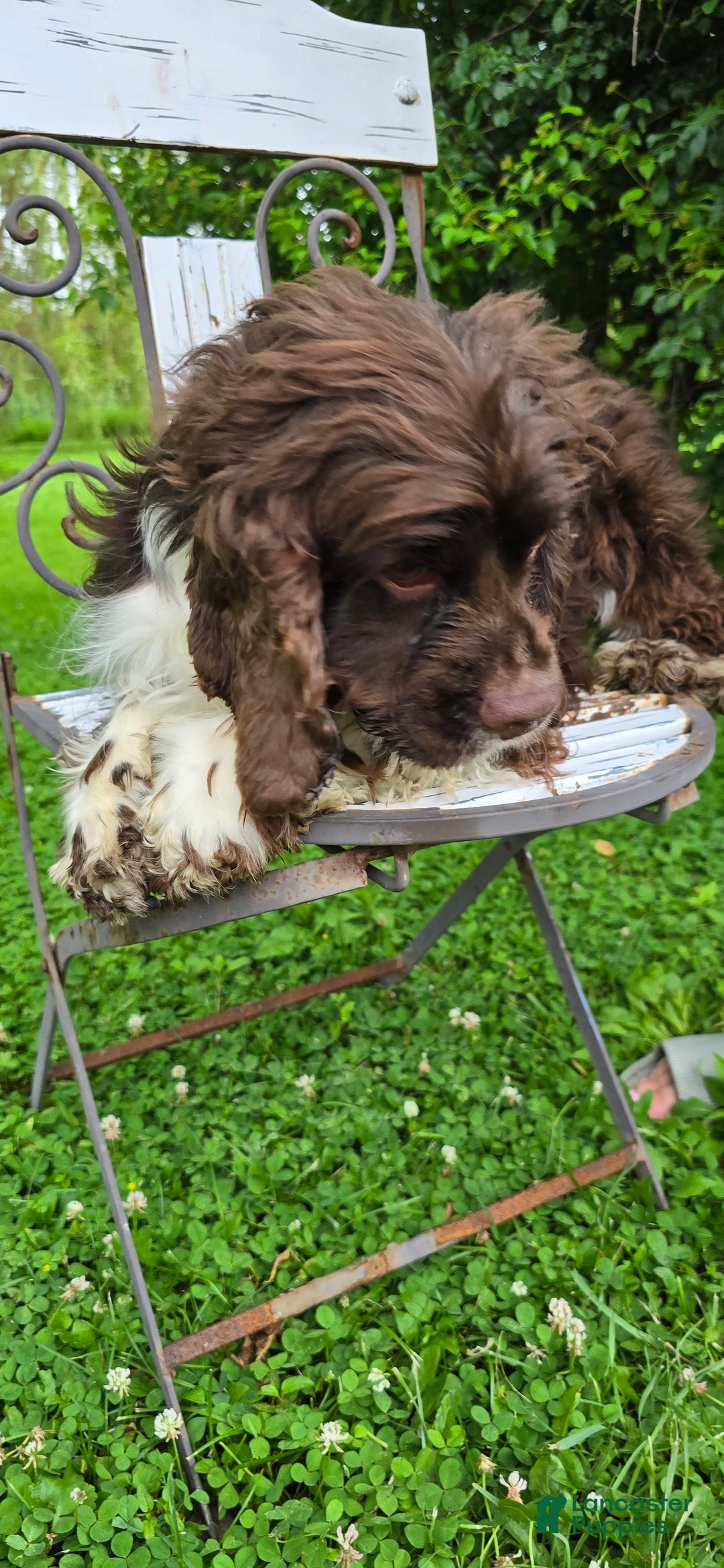 Cocker Spaniel dogs for sale: Benji - Ad 4