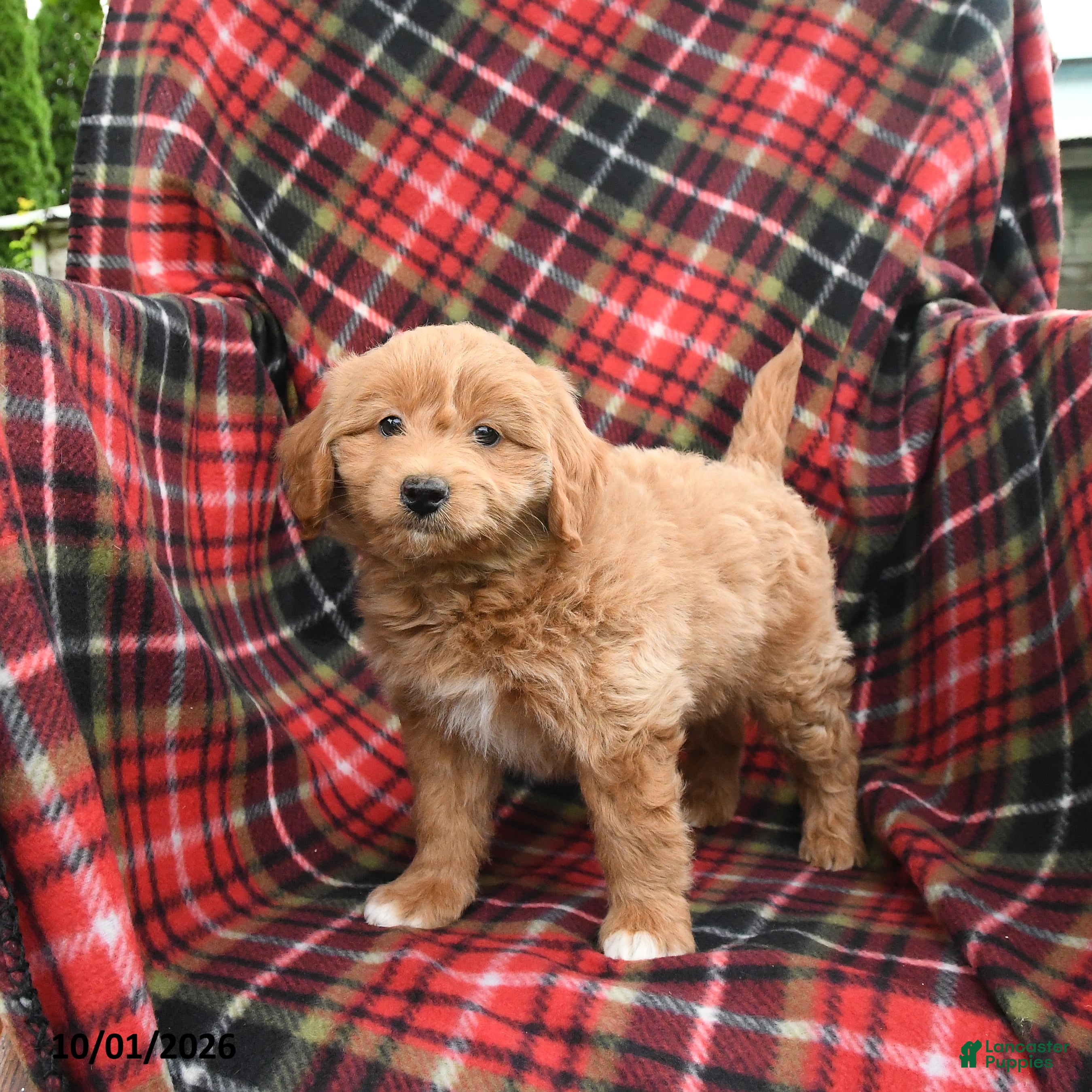 Mini Goldendoodle dogs Shane - Ad 1