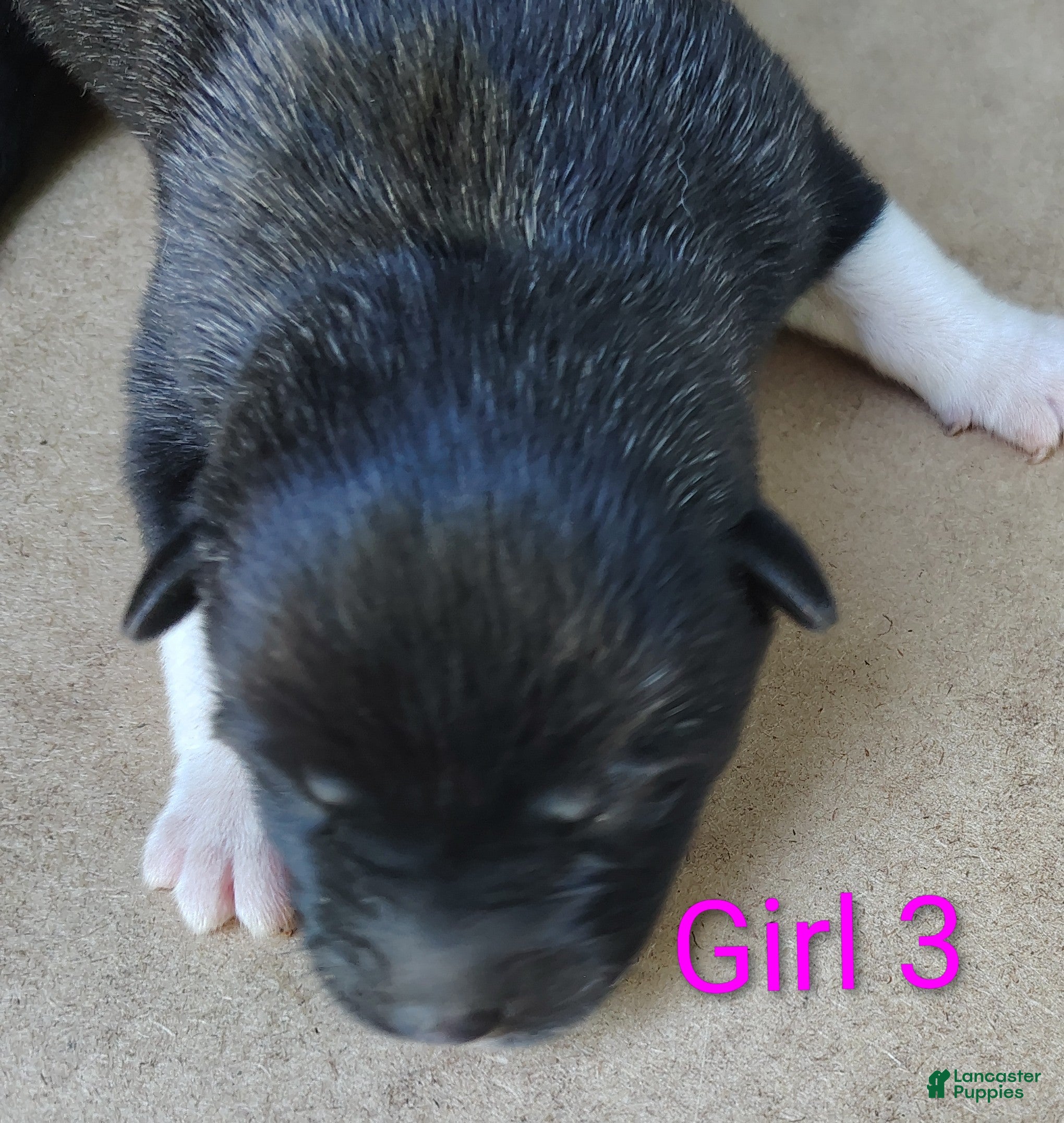 Akita dogs for sale: Akita female #3 - Ad 20