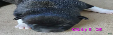Akita female #3