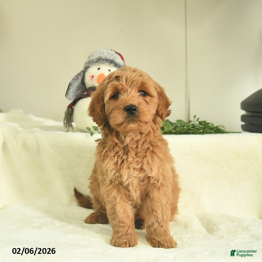 Goldendoodle dogs Dixie  - Ad 42