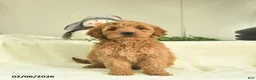 Goldendoodle dogs for sale: Dixie  - Ad 1