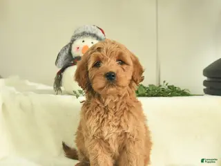 Goldendoodle dogs Dixie - Ad 42