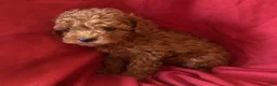 Toy Poodle dogs for sale: Red - Ad 1