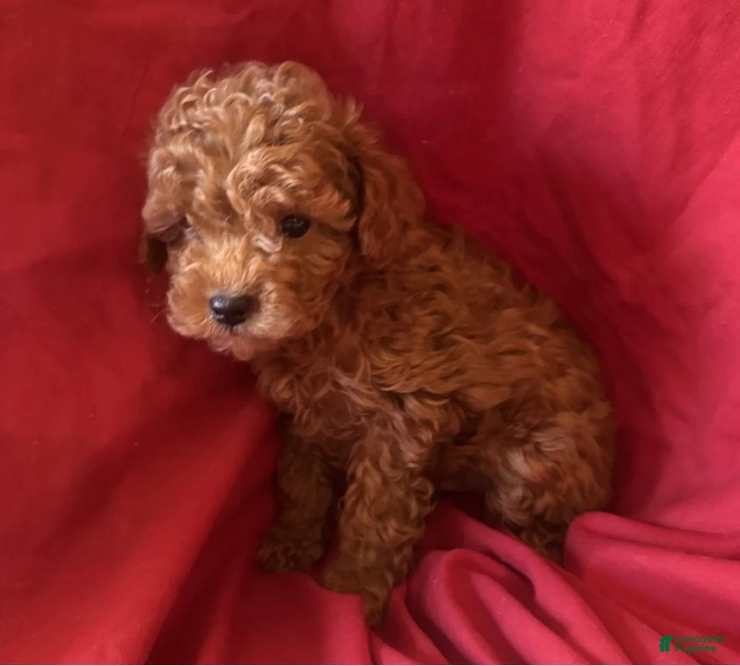 Toy Poodle dogs for sale: Red - Ad 1