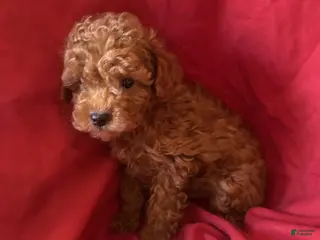 Toy Poodle dogs Red - Ad 41