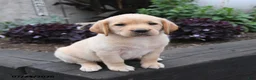 Labrador Retriever dogs for sale: Dove - Ad 4
