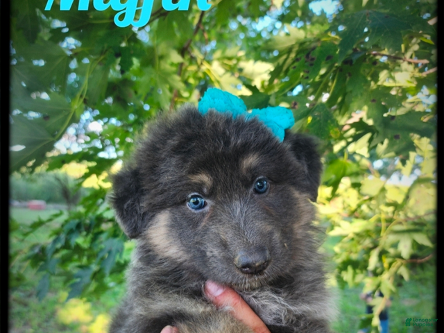 German Shepherd dogs for sale: Muffin - Ad 1
