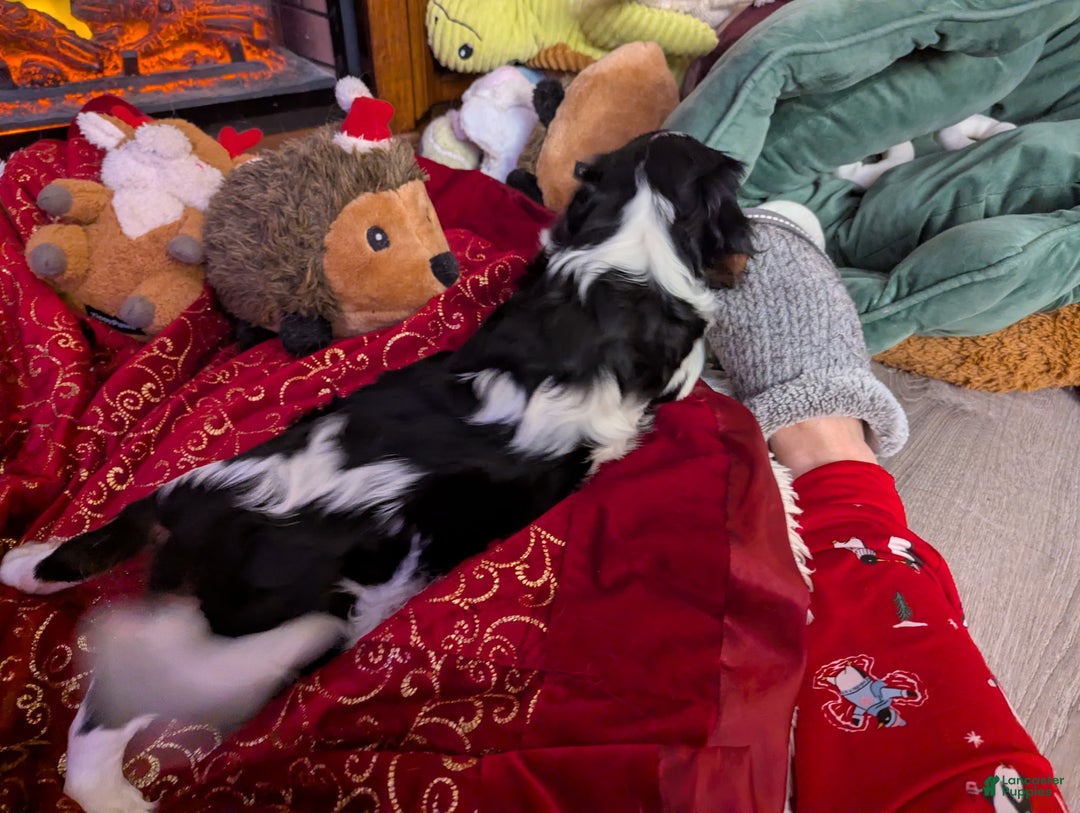 Cavalier King Charles Spaniel dogs for sale: Cavalier King Charles Spaniel Puppy 2 - Ad 11