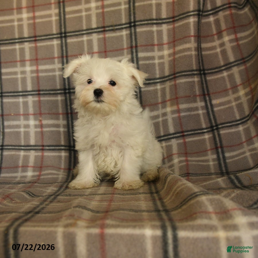 Maltese dogs Rover  - Ad 2
