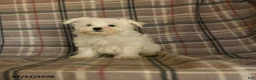 Maltese dogs for sale: Rover  - Ad 7