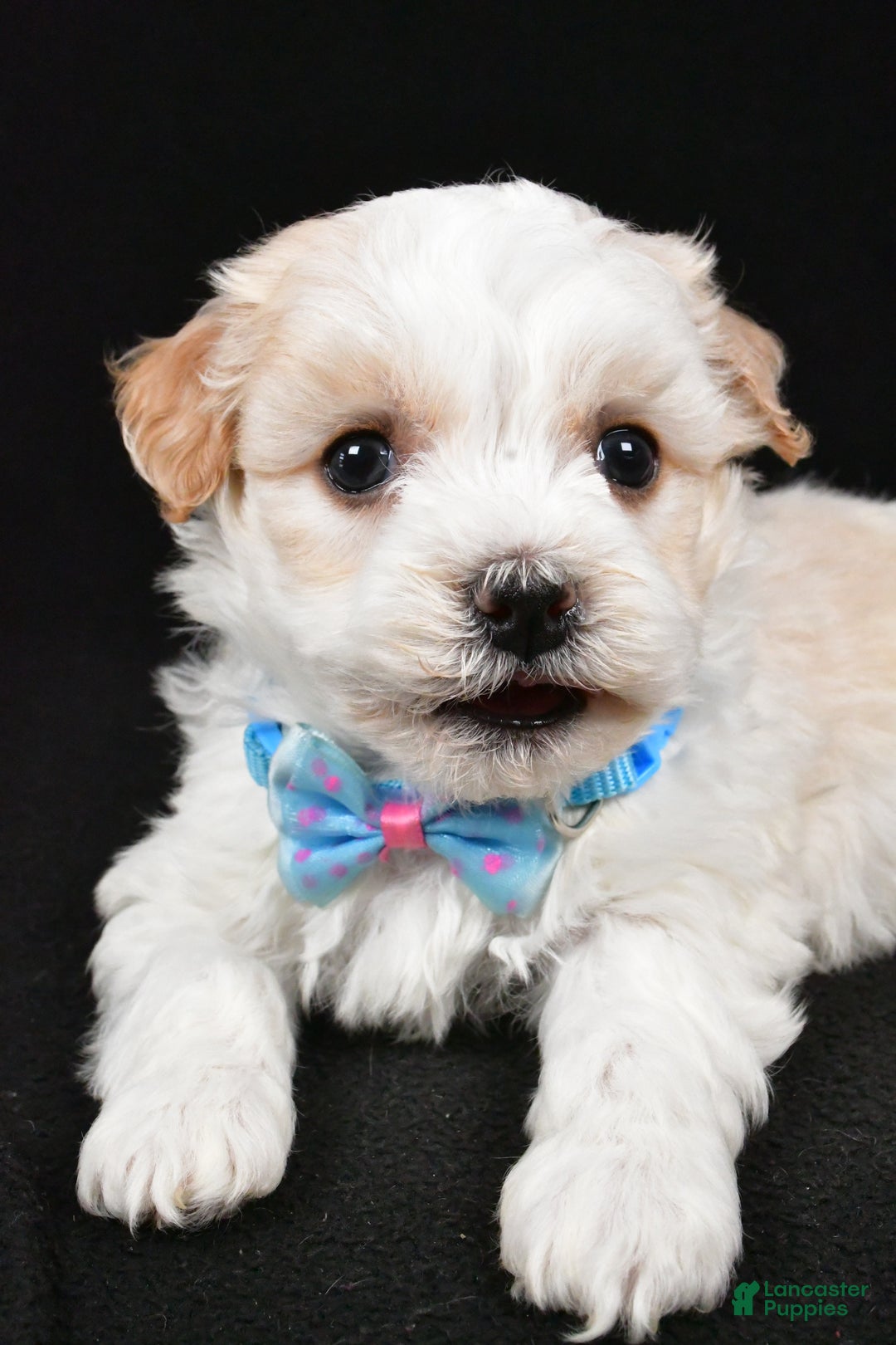 Havanese dogs for sale: Duke - Ad 6
