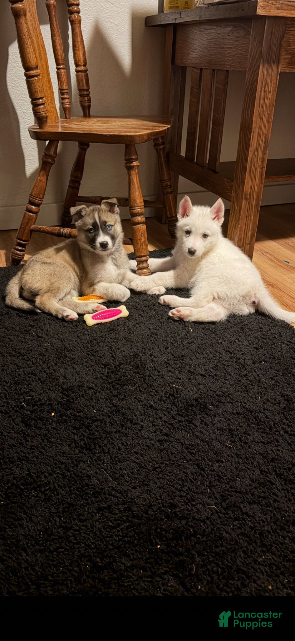 Alaskan Husky dogs Alaskan Husky Puppy 1 - Ad 2
