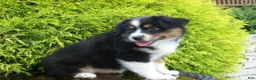 Miniature Australian Shepherd dogs for sale: Alisha - Ad 5