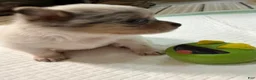 Chihuahua dogs for sale: AKC,Apple head spike,blue & white Merle  - Ad 21