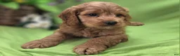 Cockapoo dogs for sale: Versace - Ad 8