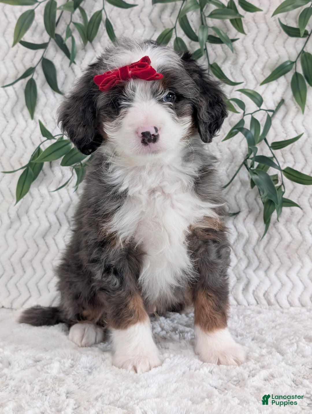 Mini Bernedoodle dogs for sale: Mini Dusty  - Ad 2