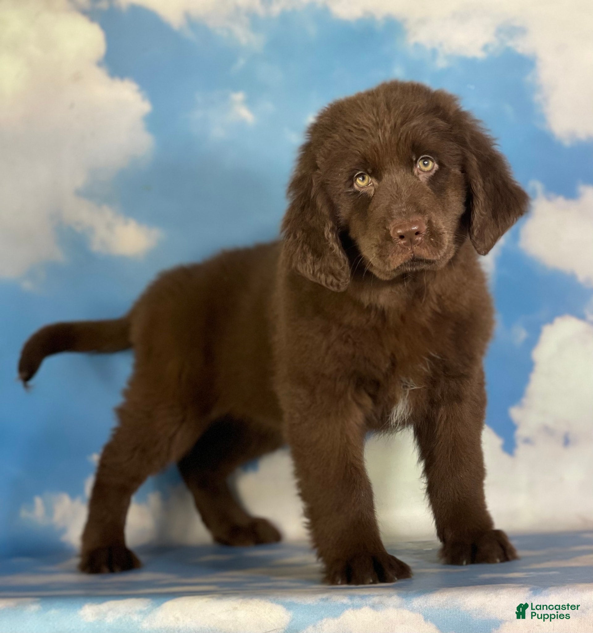 Average Cost Newfie Dog Price Dog Boarding Average Price For Dog