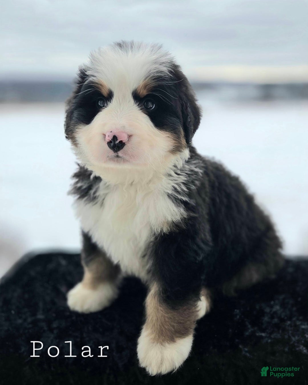 Bernese Mountain Dog dogs for sale: Polar - Ad 2