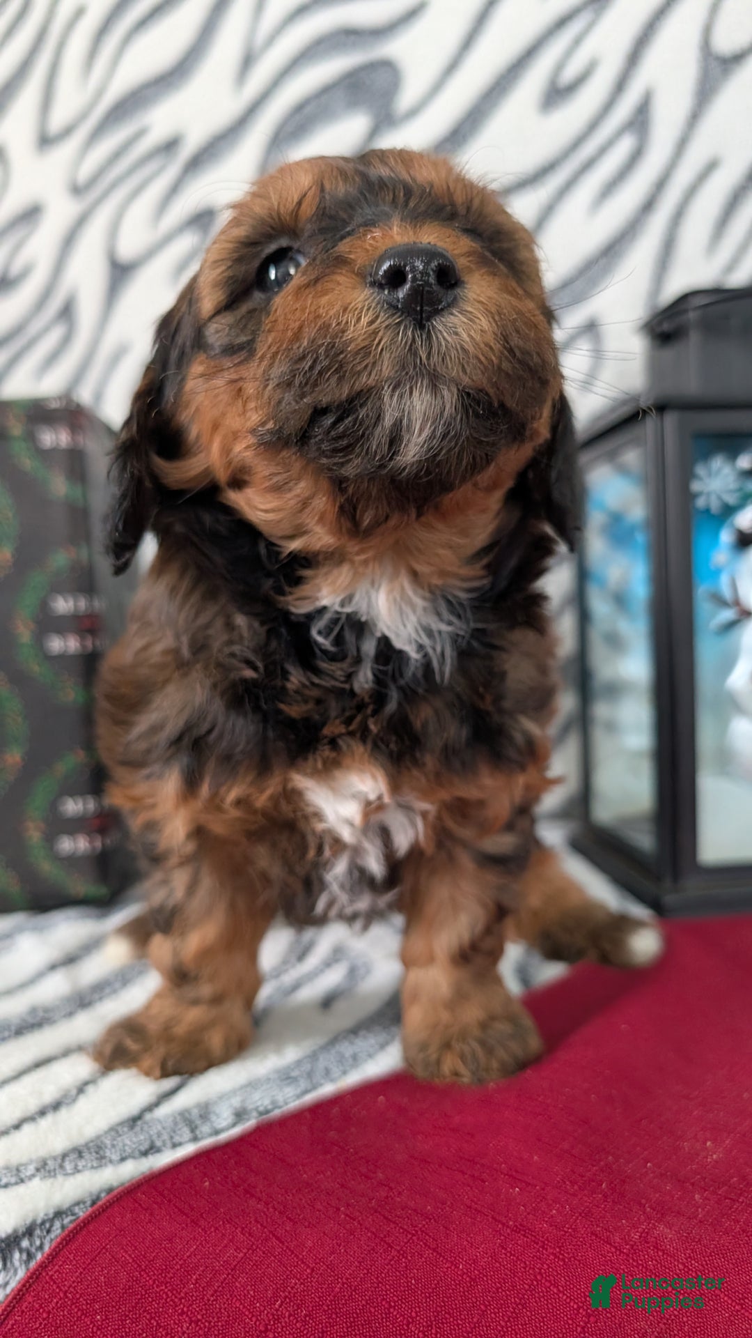 Mixed Breed dogs for sale: Addi - Ad 12