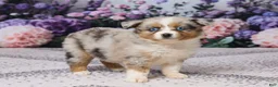 Miniature Australian Shepherd dogs for sale: Kim - Ad 4