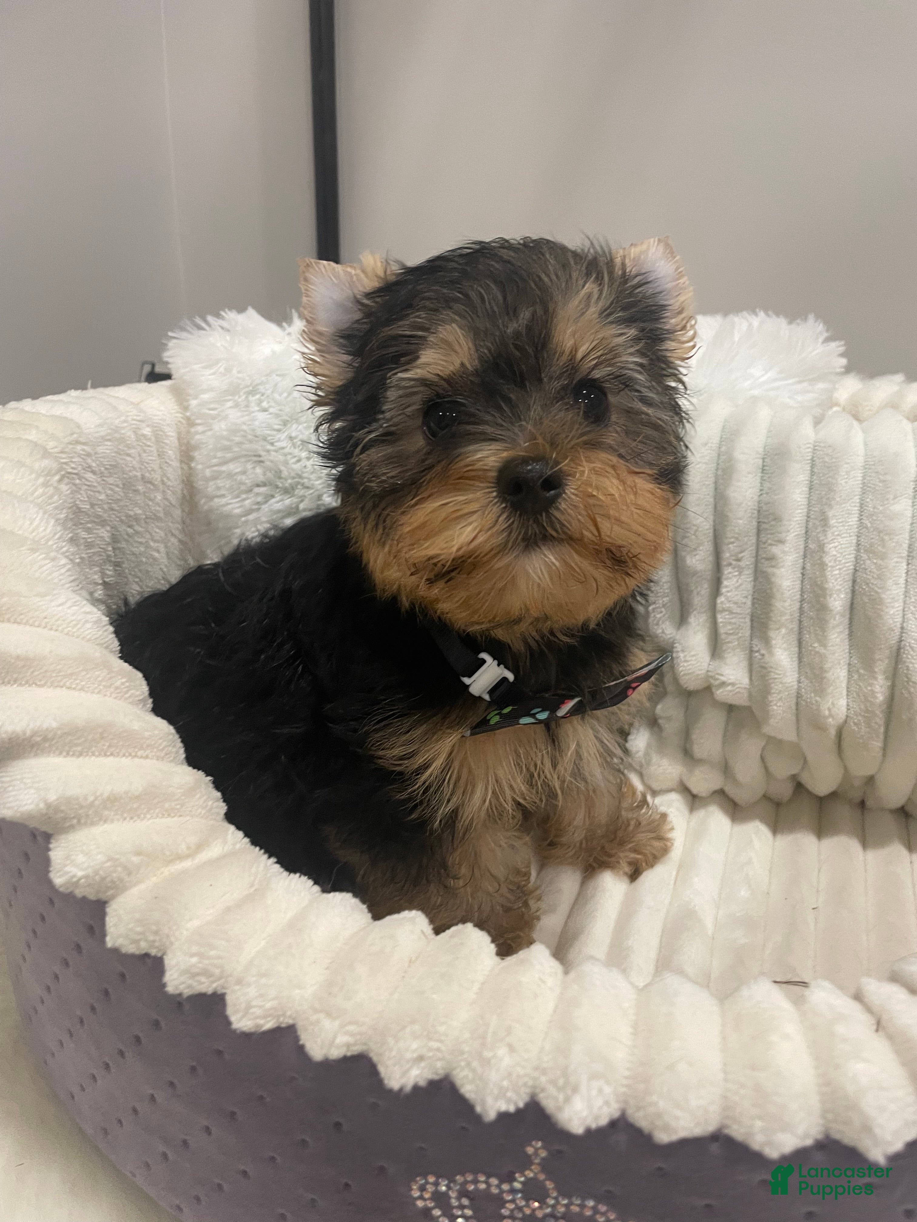 Yorkshire Terrier dogs Yorkshire Terrier 2 - Ad 10