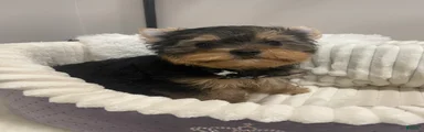 Yorkshire Terrier 2