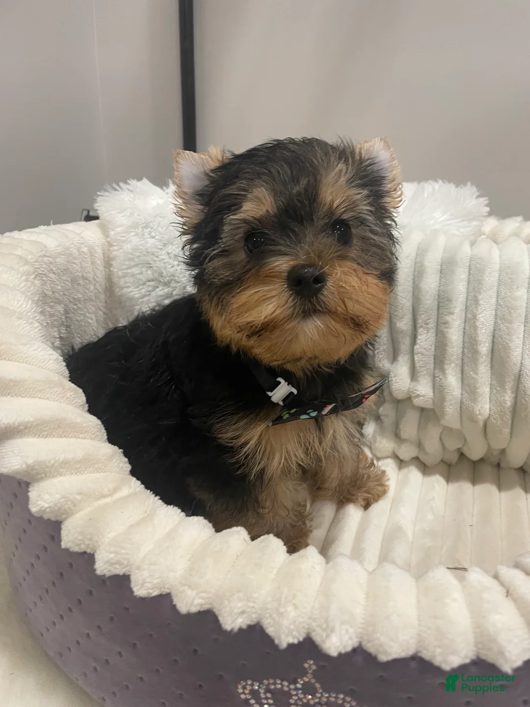 Yorkshire Terrier dogs for sale: Yorkshire Terrier 2 - Ad 1