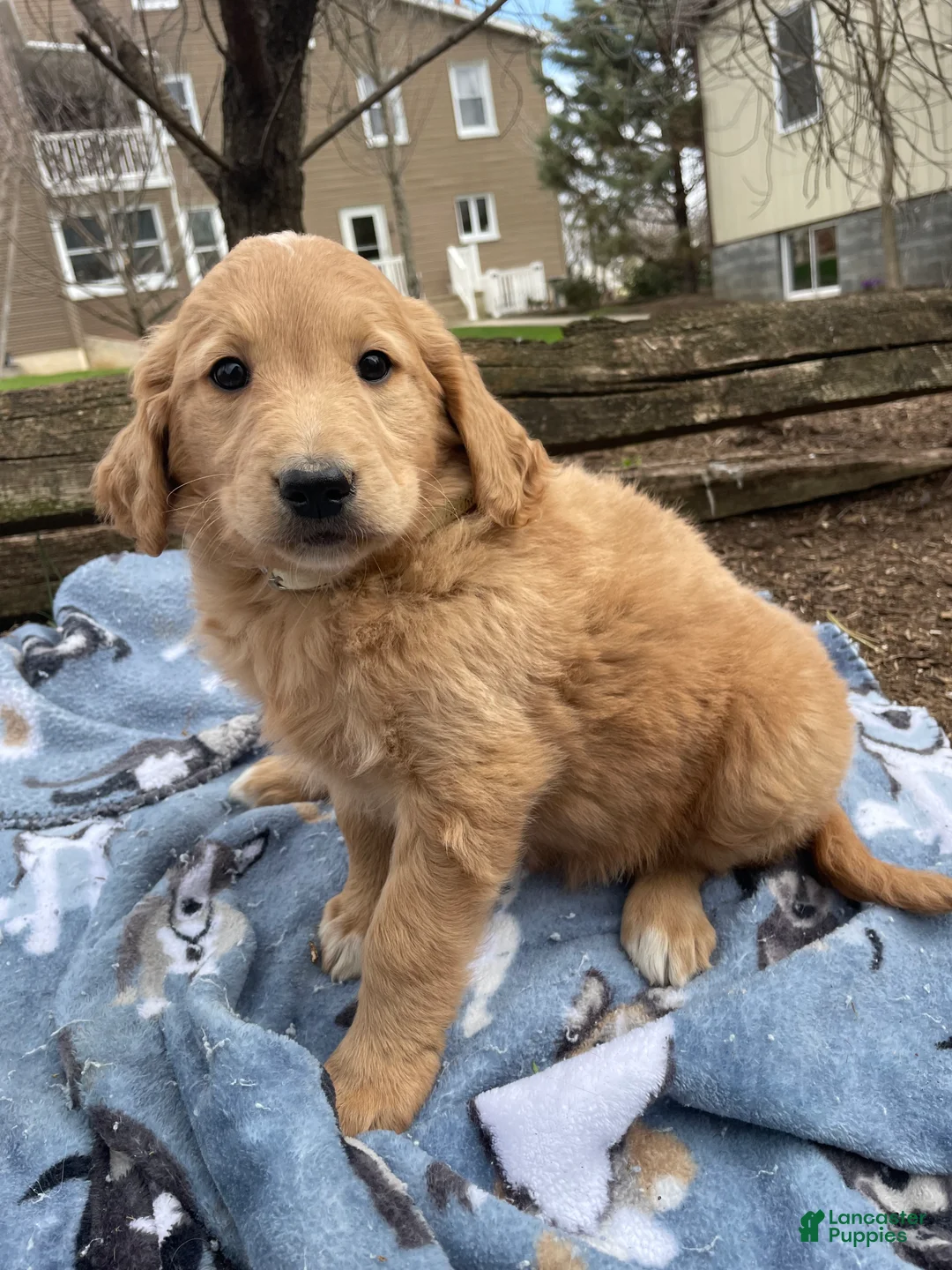 Goldendoodle dogs for sale: Misty - Ad 2
