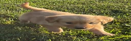 Golden Retriever dogs for sale: Golden Retriever 1 - Ad 2