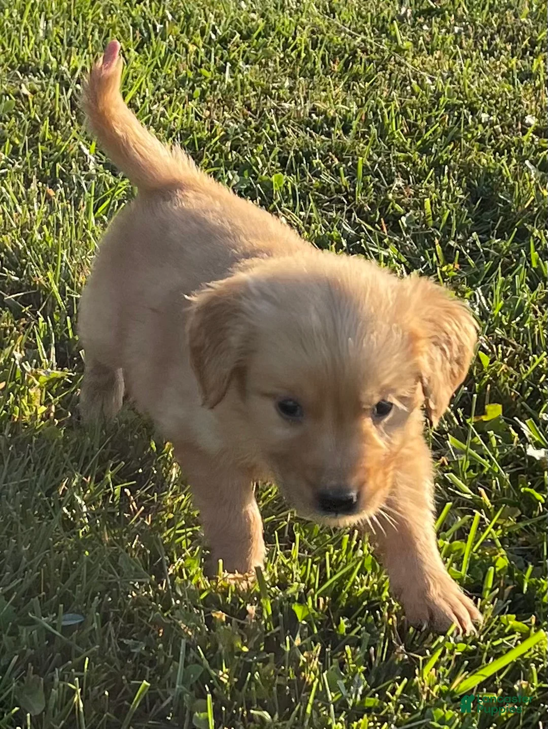 Golden Retriever dogs for sale: Golden Retriever 1 - Ad 2