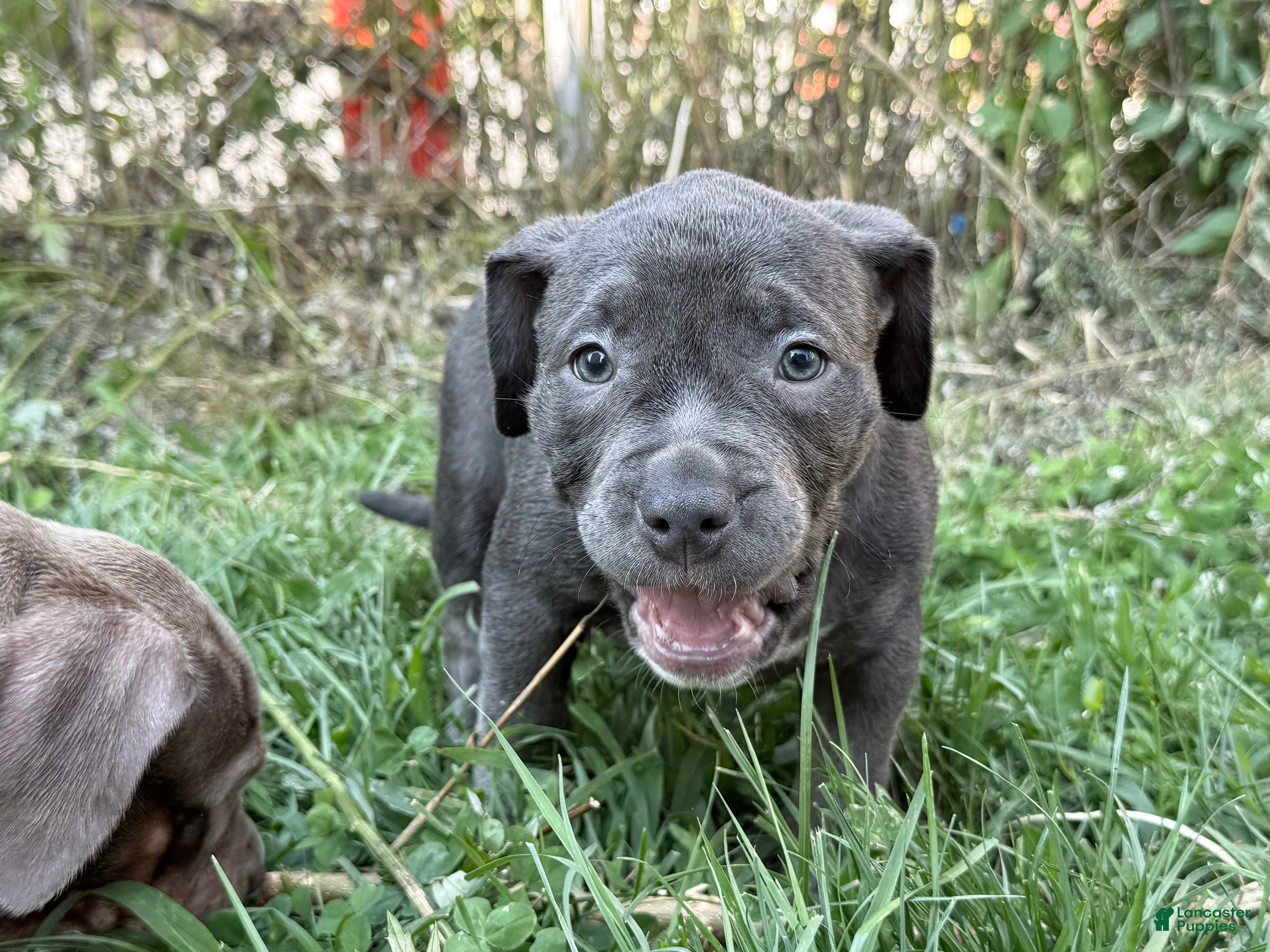 American Bully dogs Buttercup - Ad 3