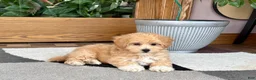 Maltipoo dogs for sale: Jaden  - Ad 6
