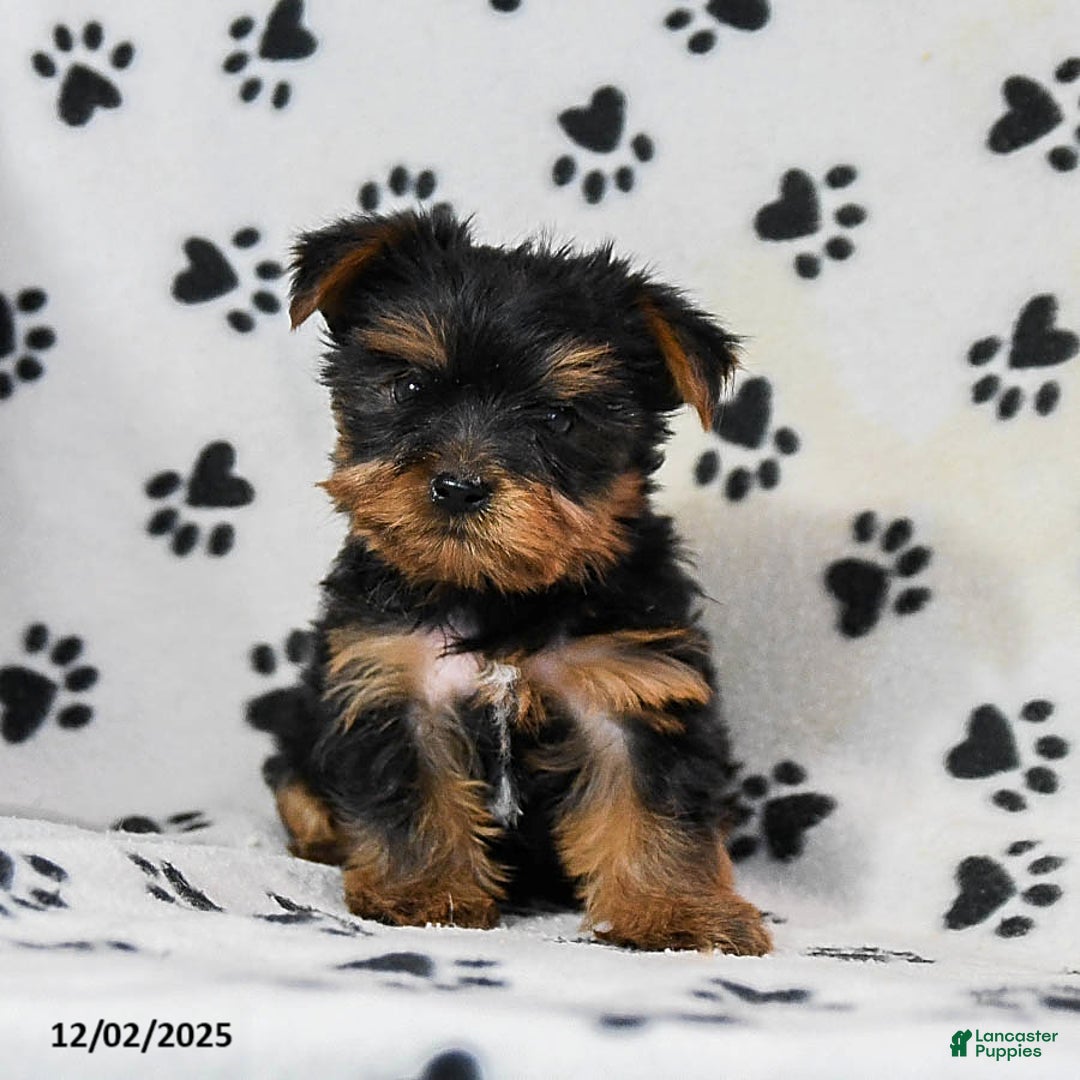 Yorkshire Terrier dogs for sale: Quartz - Ad 5