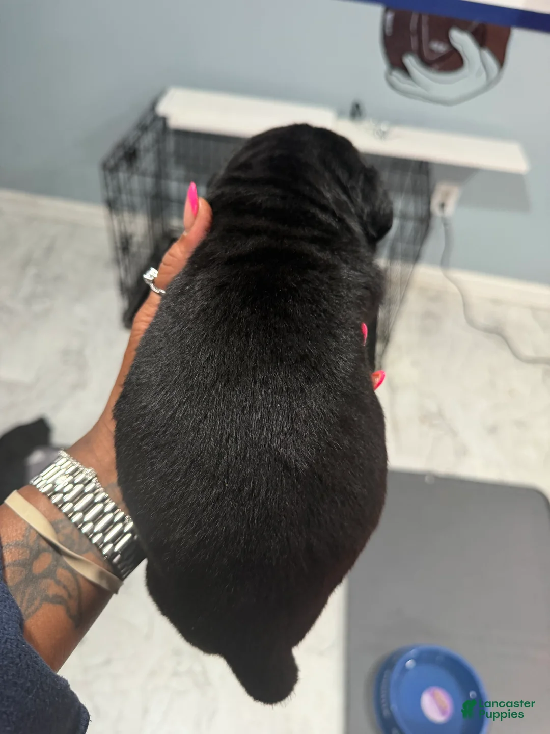 Cane Corso dogs for sale: Cane Corso 9 - Ad 1