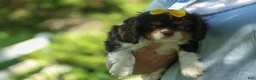 Cavalier King Charles Spaniel dogs for sale:  Arthur 🐶 - Ad 6
