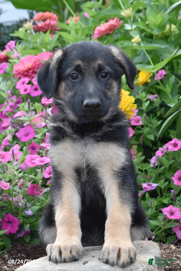 German Shepherd dogs Bena - Ad 1