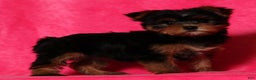Yorkshire Terrier dogs for sale: Amber - Ad 5