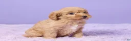 Cavapoo dogs for sale: Anna - Ad 3