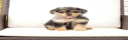 Yorkiepoo dogs for sale: Lewey - Ad 1