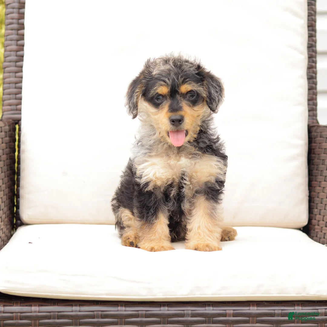 Yorkiepoo dogs for sale: Lewey - Ad 1