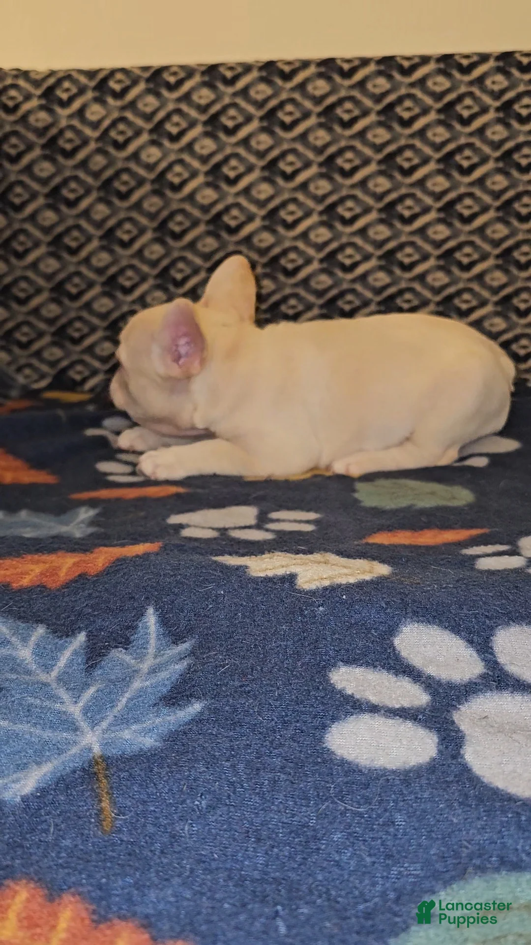 French Bulldog dogs for sale: French Bulldog Puppy 5 - Ad 2