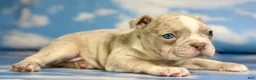 Frenchton dogs for sale: Lennox  - Ad 4