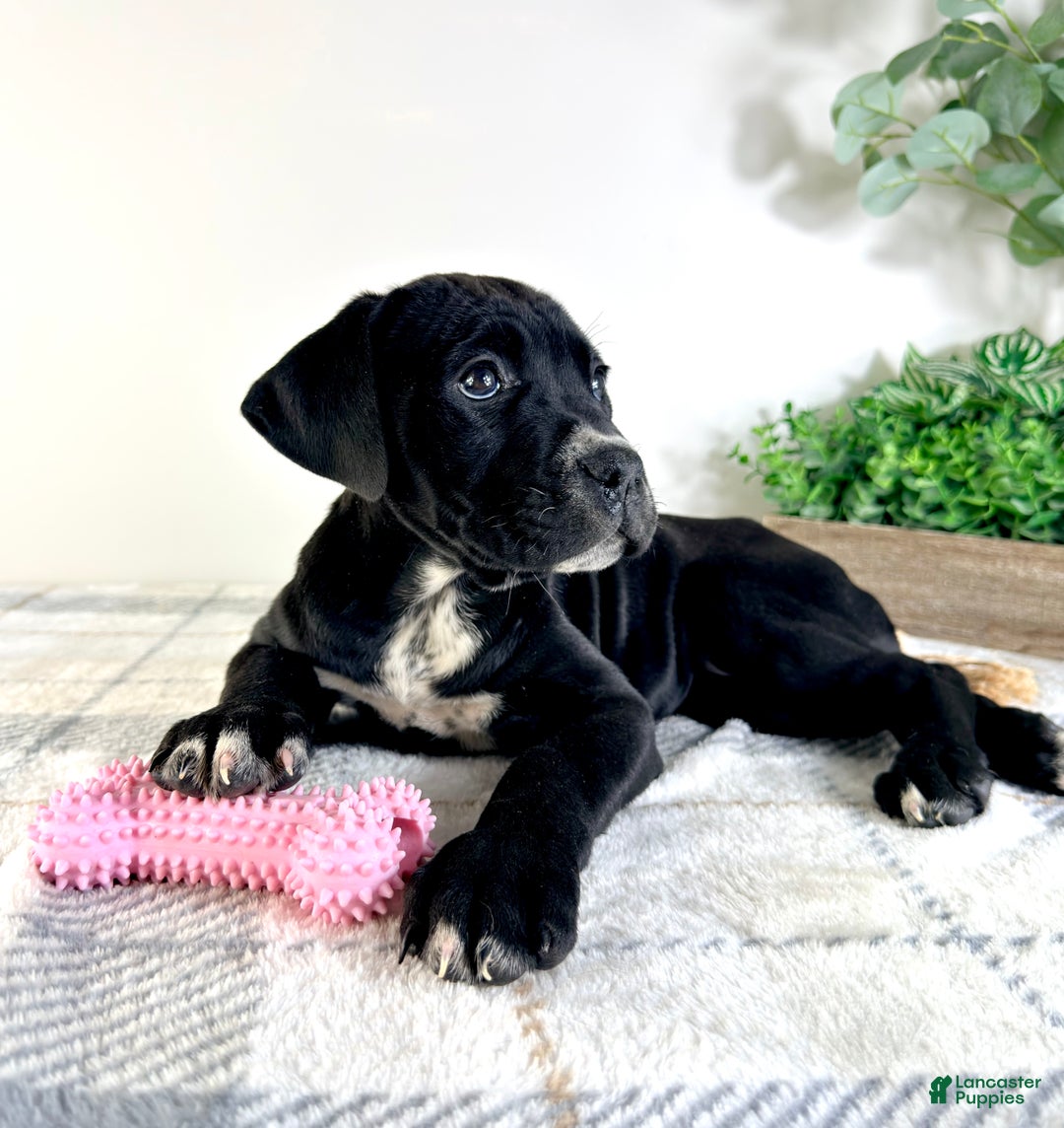 Cane Corso dogs for sale: Xena - Ad 5