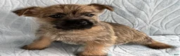 Cairn Terrier dogs for sale: Cairn Terrier Puppy 4 Dorsey - Ad 4