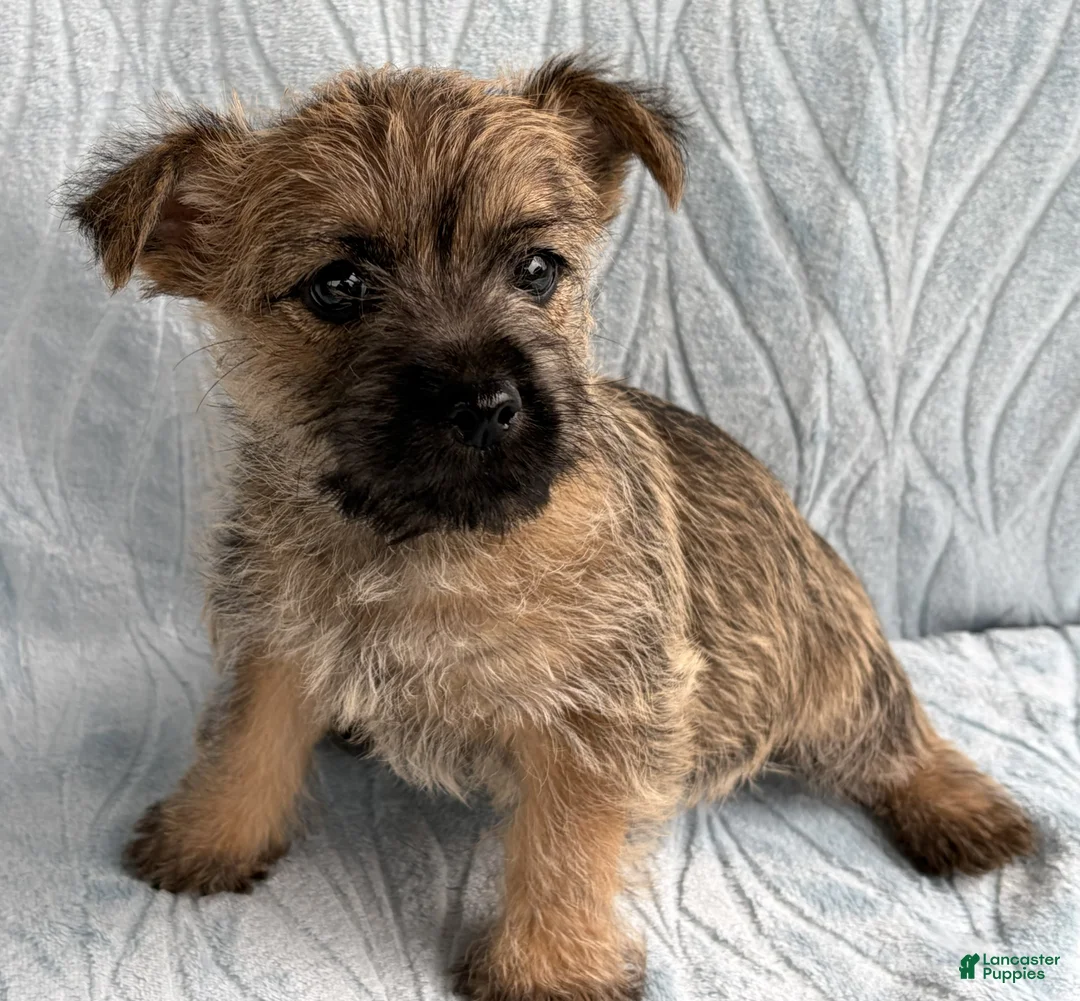 Cairn Terrier dogs for sale: Cairn Terrier Puppy 4 Dorsey - Ad 4