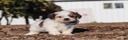Shih Tzu dogs for sale: James - Ad 5