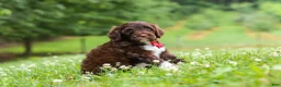 Portuguese Water Dog dogs for sale: Buddy - Ad 6