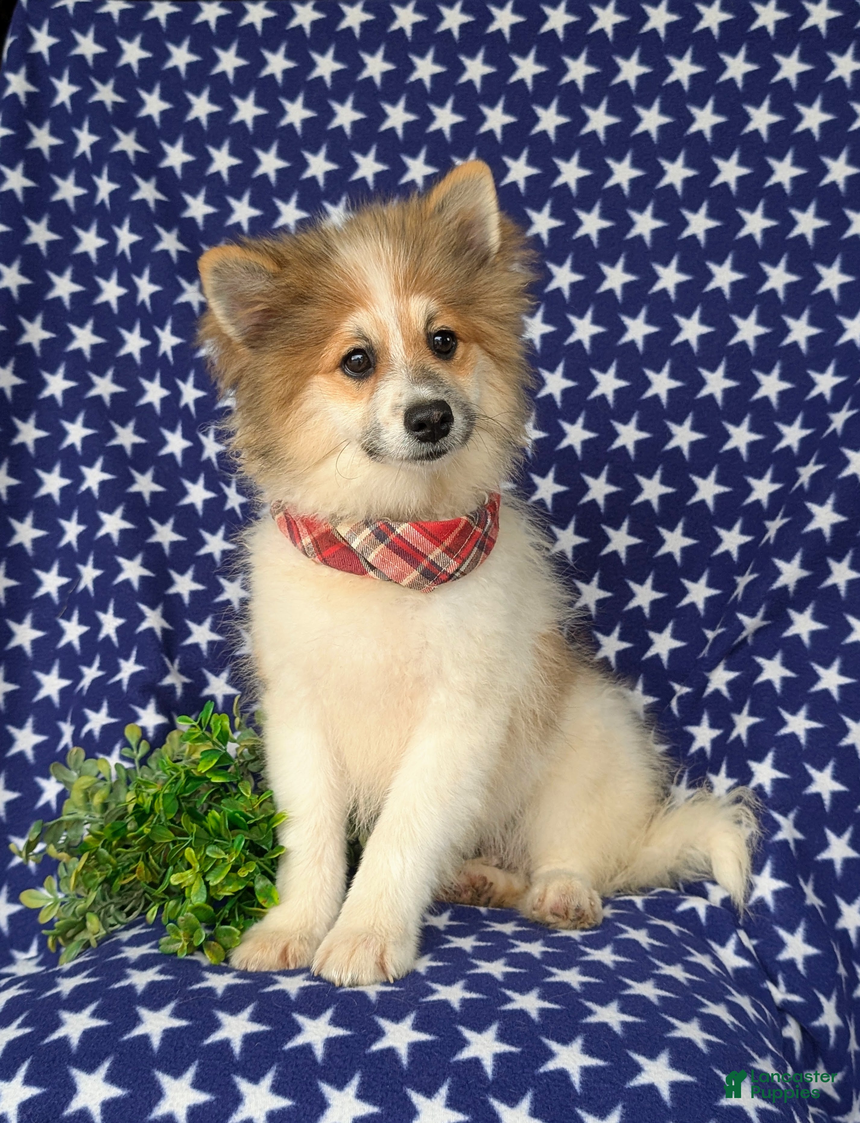 Pomeranian dogs Bigsby - Ad 2