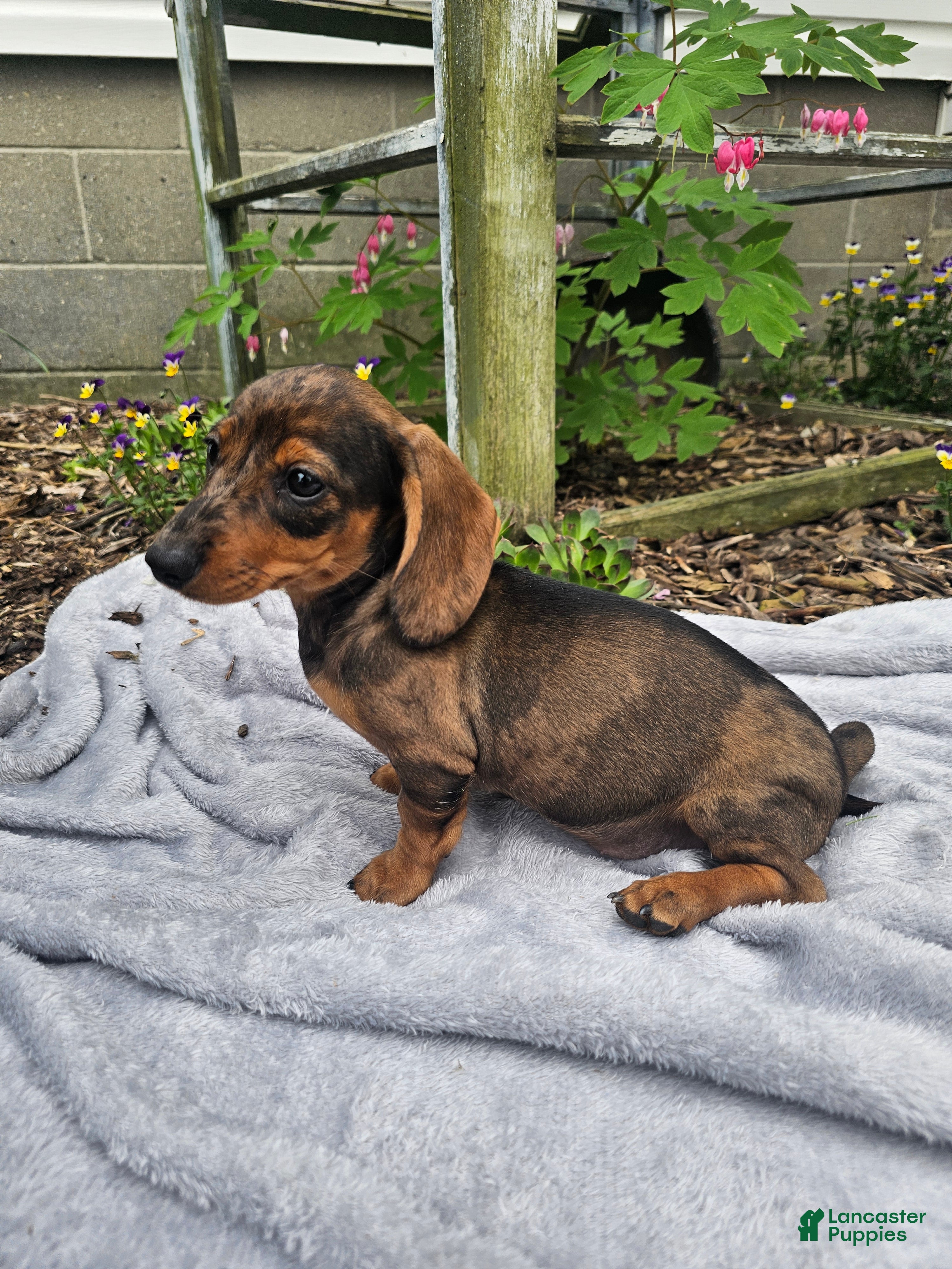 Dachshund dogs Maggie - Ad 1
